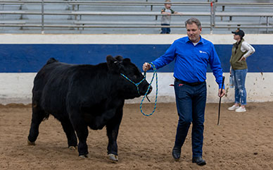 photo of a cow with a halter led by a man