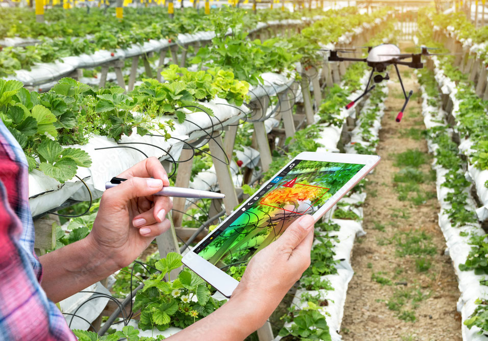 a drone over a field of crops with a person controlling it.