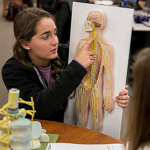 girl studying human body with 3D model