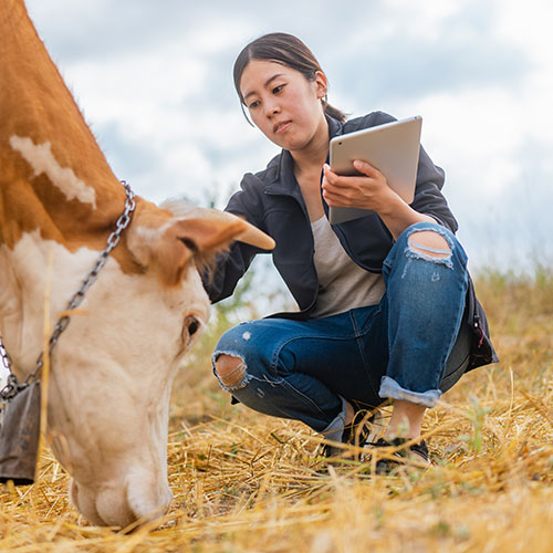 cow in a pasture with a woman holding a tablet.