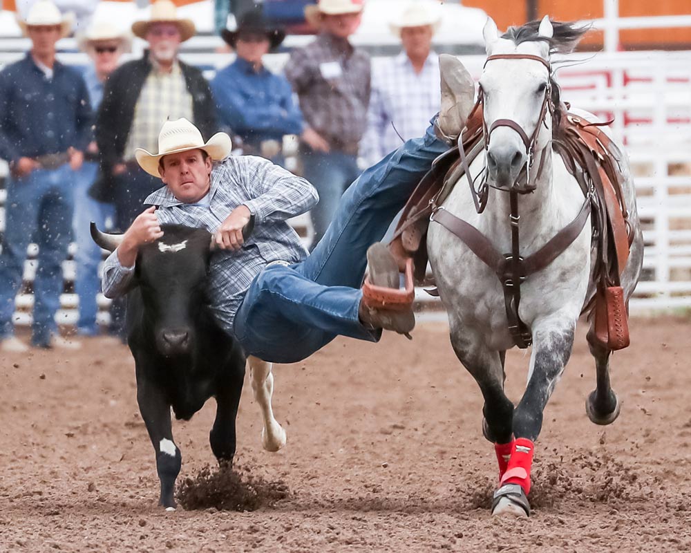 LCCC Rodeo Coack Beau Clark steer wrestling at Cheyenne Frontier Days